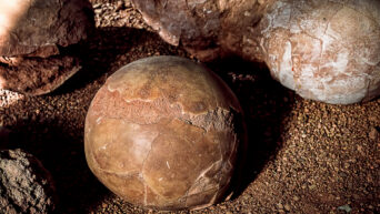 A Dinosaur Egg So Fresh It Looks Newly Laid Found in Argentina After 70 Million Years