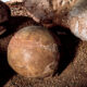A Dinosaur Egg So Fresh It Looks Newly Laid Found in Argentina After 70 Million Years