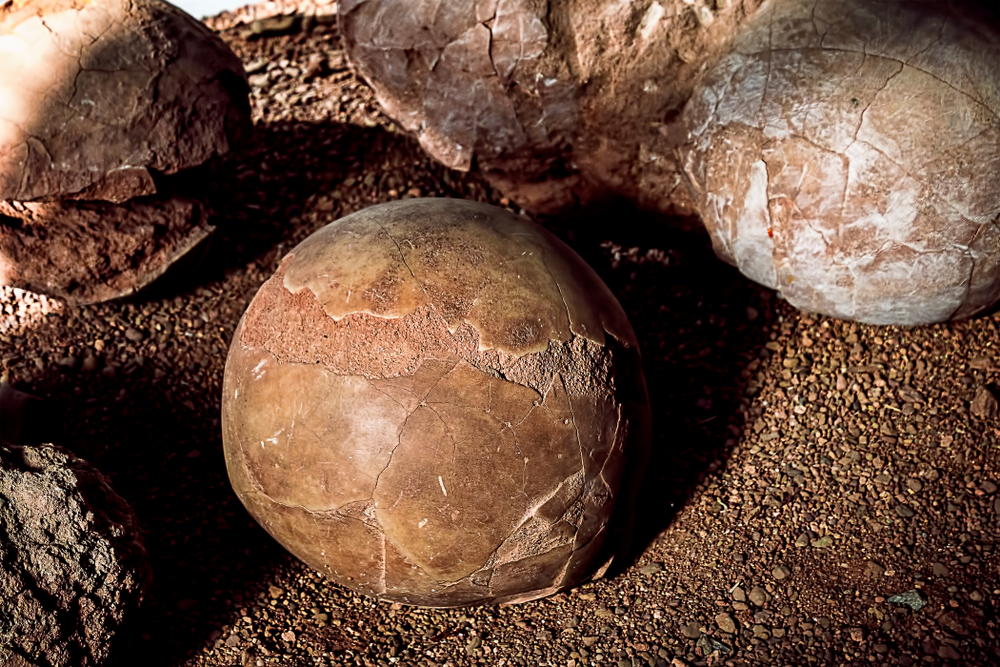 A Dinosaur Egg So Fresh It Looks Newly Laid Found in Argentina After 70 Million Years