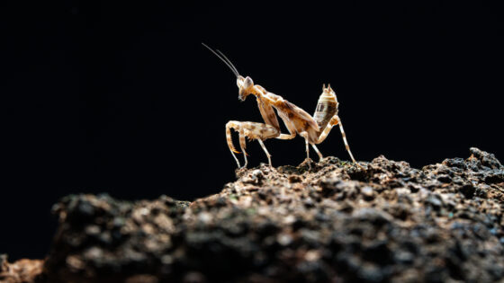 Scientists Are Discovering New Species at Record Speed