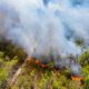 New AI Model Accurately Predicts Wildfire Spread in Real Time